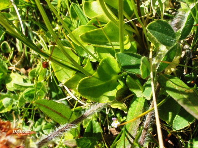 Parnassia palustris